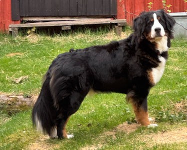 Kastenhofs Fortuna ”Elsa”
