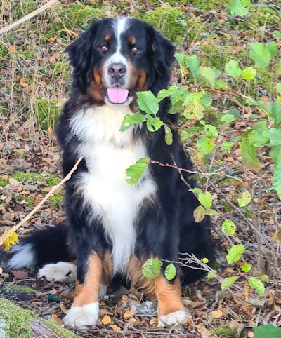 Kastenhofs Yzafir ”Saga” sitter i skogen